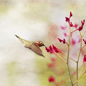 Hummingbird at Red Wildflowers