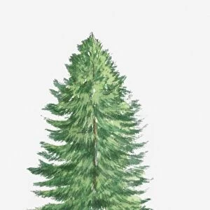 Illustration of Abies alba (Silver Fir) tree