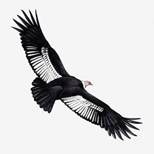 Illustration of Andean Condor ((Vultur gryphus) in flight, and African Pygmy-falcon (Polihierax semitorquatus) perching on hand