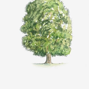Illustration of Castanea sativa (Sweet Chestnut) tree with green foliage