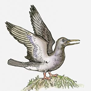 Illustration of an Ichthyornis, a bird from the Cretaceous period