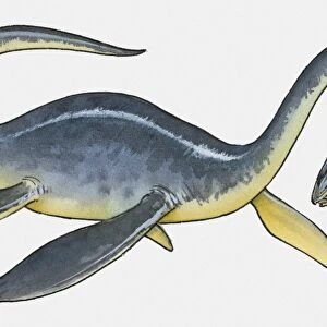 Illustration of Plesiosaurus sauropterygian reptile