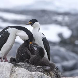 Imperial Shags or Antarctic Cormorants -Phalacrocorax atriceps-, pair feeding their chicks, Jougla Point, Port Lockroy, Antarctic Peninsula, Antarctica
