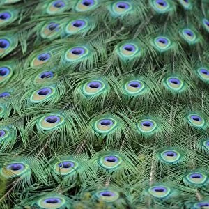 Indian Peafowl or Blue Peafowl -Pavo cristatus-, male, detail of peacock feathers
