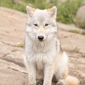 juvenile arctic wolf