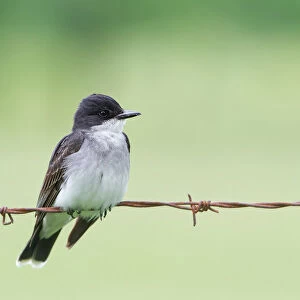Kingbird on wire
