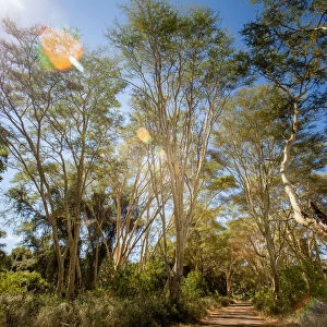Kruger National Park, Nature Reserves, South Africa, fever trees, Colour Image, Color Image