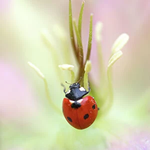 Ladybird (Ladybug) resting on Hellebore bloom