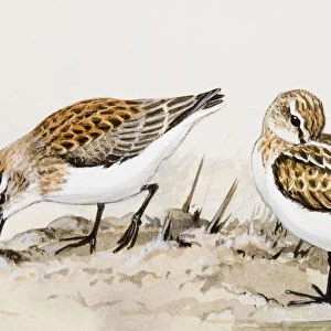 Little stint (Calidris minuta), two birds, one pecking and the other resting on one leg