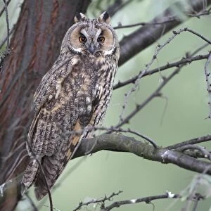 Long-eared Owl -Asio otus-, perched on a branch with tree trunk at back, Apetlon, Lake Neusiedl, Burgenland, Austria, Europe