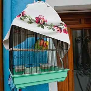 Two love birds in a cage, on the Island of Burano, Italy