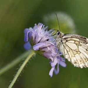 Marbled White -Melanargia galathea- butterfly, male, Franconian Switzerland, Bavaria, Germany, Europe