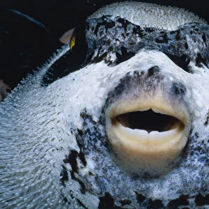 Masked Pufferfish