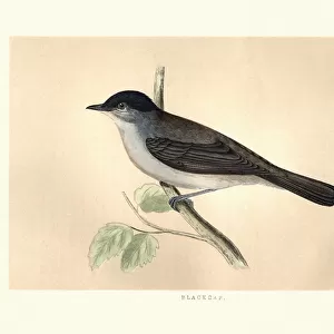 Natural History, Birds, Eurasian blackcap
