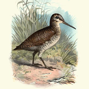 Natural History - Birds - Eurasian woodcock
