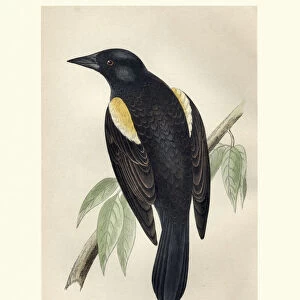 Natural History, Birds, red-winged starling (Onychognathus morio)