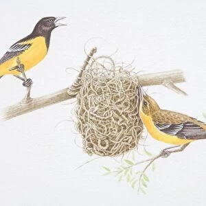 Northern Oriole (Icterus galbula), female bird building nest, male bird whistling, side view