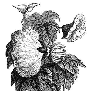 Old engraved illustration of cotton plant, Botany