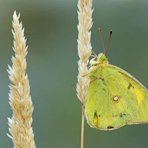 Pale Clouded Yellow -Colias hyale- on a grass seed head, Bulgaria