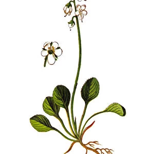 Pyrola rotundifolia known as wintergreen