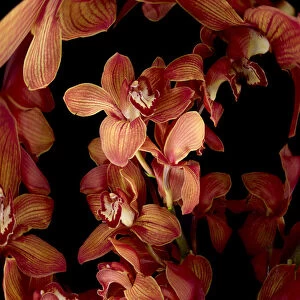 Red flowers on black background (Digital Composite)