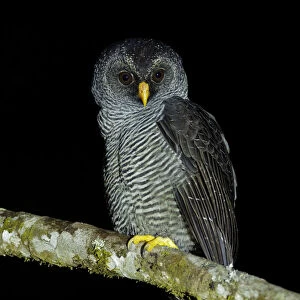 San Isidro Owl