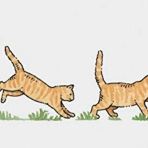 Sequence of illustrations showing ginger cat and blackbird