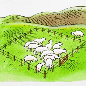 Sheep in enclosure, single sheep outside