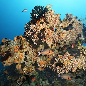 Small coral reef with Black Sun Coral -Tubastrea micranthus-, and Dendrophyllia gracilis coral -Dendrophyllia gracilis-, stony corals, Shadowfin soldierfish -Myripristis adusta-, Embudu channel, Tilla, South Male Atoll, Maldives