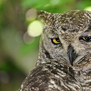Spotted Eagle-owl -Bubo africanus-, adult, Western Cape, South Africa