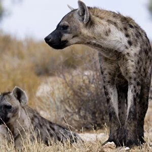 Spotted Hyenas -Crocuta crocuta-, Kgalagadi Transfrontier Park, Kalahari Desert, Northern Cape, South Africa, Africa