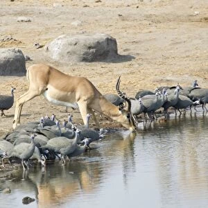 Springbok -Antidorcas marsupialis- drinking at a waterhole, Etosha National Park, Namibia