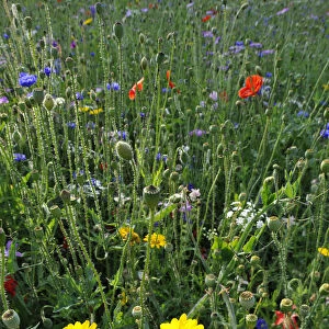 Summer meadow, Cornflower -Centaurea cyanus-, Yarrow -Achillea-, Mallow -Malva-, Yellow Daisies -Leucanthemum-, Poppy -Papaver rhoeas-