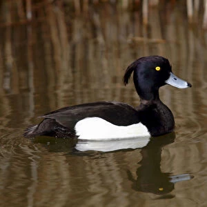 Tufted Duck -Aythya fuligula-, drake swimming in a pond, Lauwersmeer National Park, Lauwers Sea, Holland, Netherlands, Europe