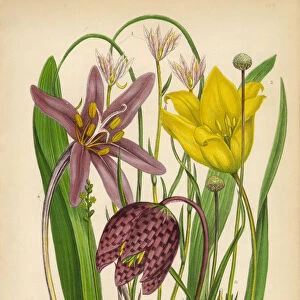 Tulip, Lloydia, Fritillary, Saffron, Asphodel, Pipewort, Victorian Botanical Illustration