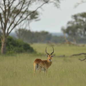 Ugandan Kob (Kobus kob thomasi) male, Queen Elizabeth National Park, Uganda, Africa