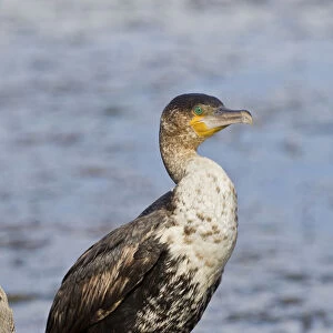 White-breasted cormorant -Phalacrocorax lucidus-, Wilderness National Park, South Africa