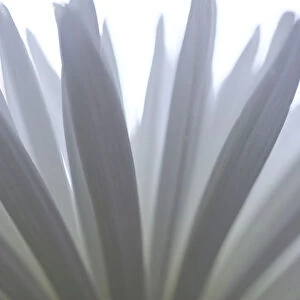 White Flower Close Up Still Life