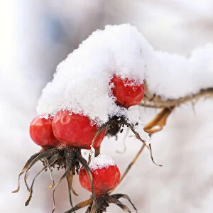Wild rose in winter