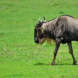 Wildebeest grazing in a meadow - Ngorongoro crater