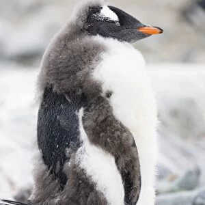 Young Gentoo Penguin -Pygoscelis papua-, moulting, Antarctic Peninsula, Antarctica