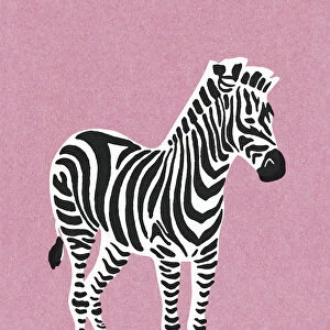 Zebra on Pink Background