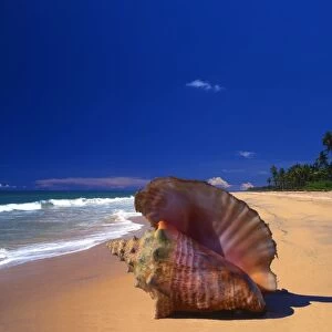 A beach to the north of Galle, Sri Lanka, with a shell in the foreground