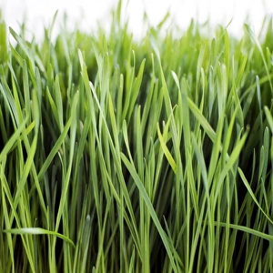 Close up of growing wheatgrass credit: Marie-Louise Avery / thePictureKitchen / TopFoto