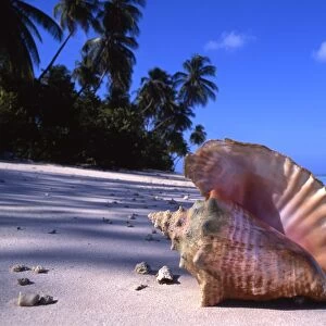 Conch Shell on Tropical Island Beach The conch shell is said to be the musical