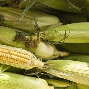 Fresh, whole sweetcorn in their husks credit: Marie-Louise Avery / thePictureKitchen