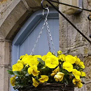Hanging basket with yellow pansies on brakcet on stone wall by blue front door. credit