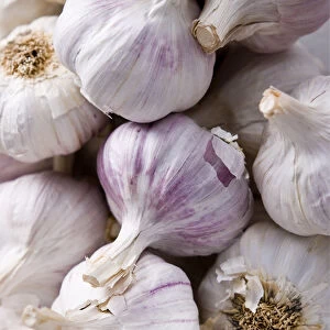 Lots of garlic bulbs credit: Marie-Louise Avery / thePictureKitchen / TopFoto