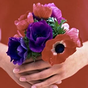 Posy of red, pink and mauve anemones held in hands credit: Marie-Louise Avery /