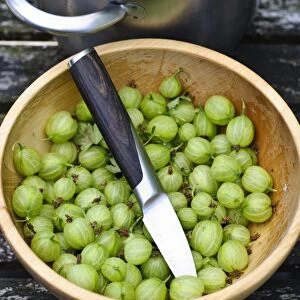 Preparing fresh homegrown gooseberries for cooking credit: Marie-Louise Avery /